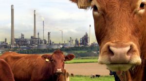 A Farm for the Future_cows